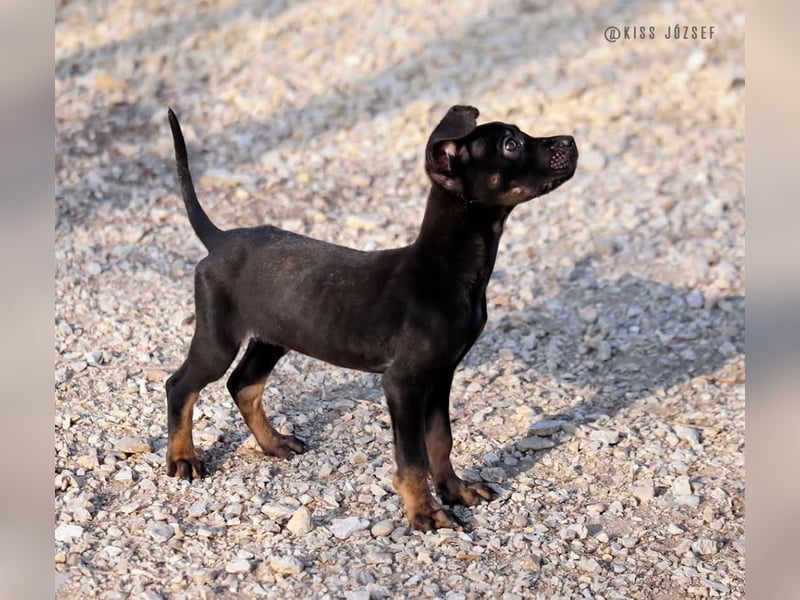 Leila, ein bezauberndes zartes Hundekind !