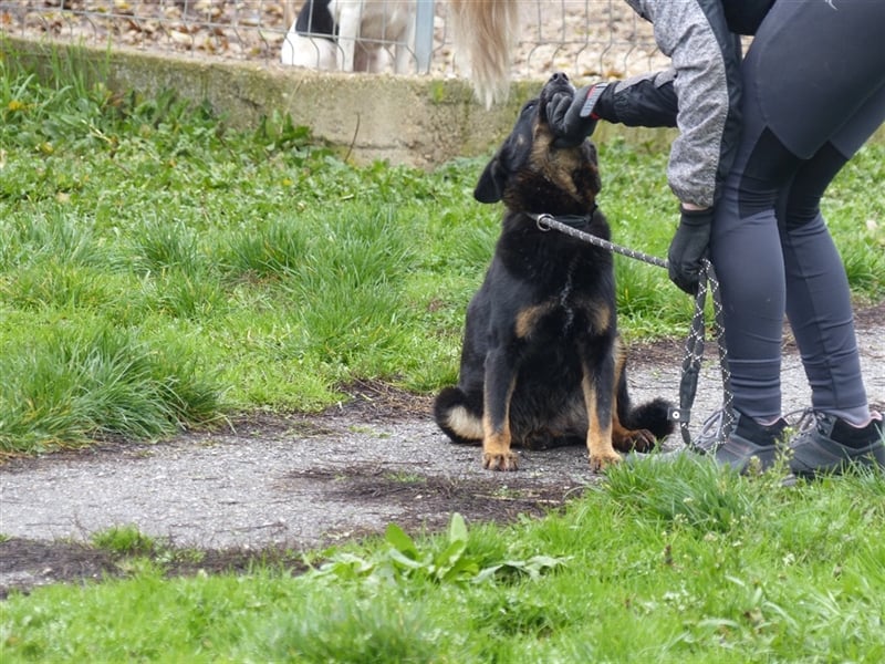 Geduldige, hundeerfahrene Menschen gesucht: Die ängstliche Fédra sucht ihr Körbchen!