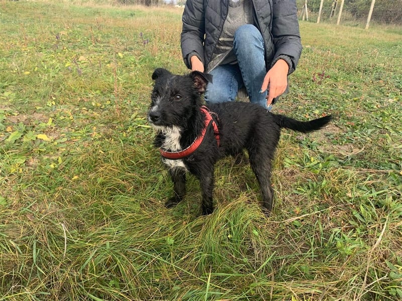 Zelma, verspielter Junghund