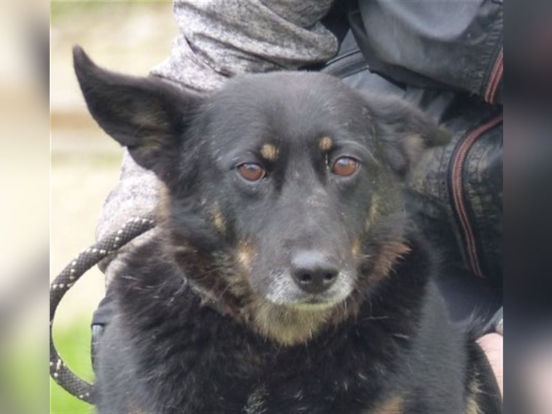 Geduldige, hundeerfahrene Menschen gesucht: Die ängstliche Fédra sucht ihr Körbchen!