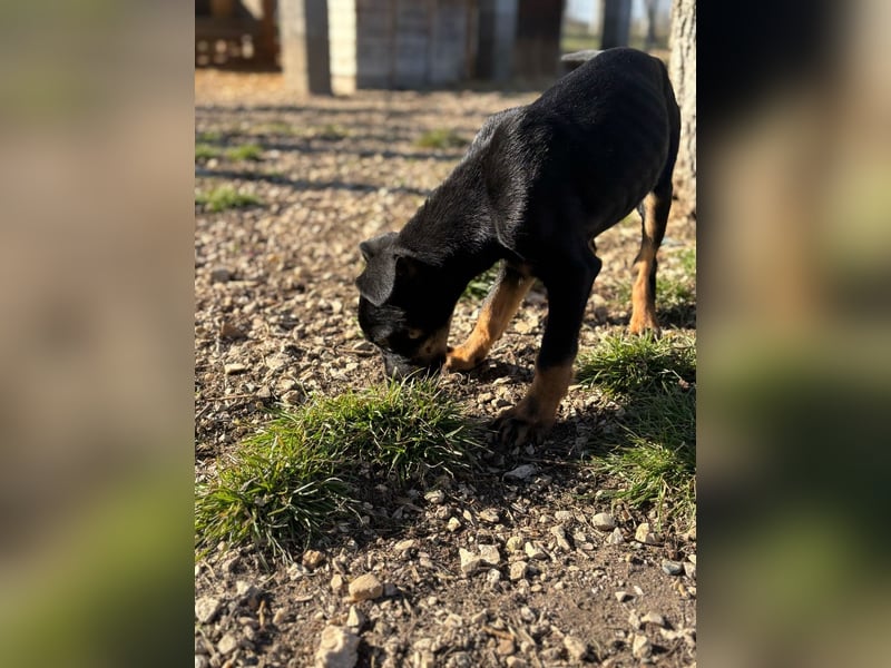 Rosi , ein weiteres ganz bezauberndes Hundekind !