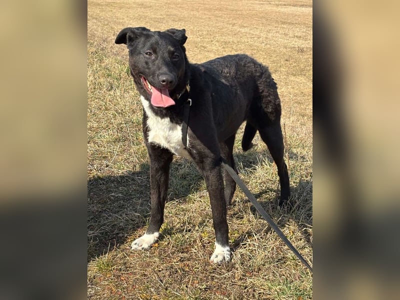 Heni ist eine muntere süße Junghündin, die das Hunde-ABC noch lernen muss !