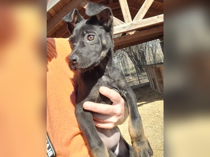 Leila, ein bezauberndes zartes Hundekind !
