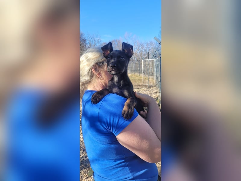 Leila, ein bezauberndes zartes Hundekind !
