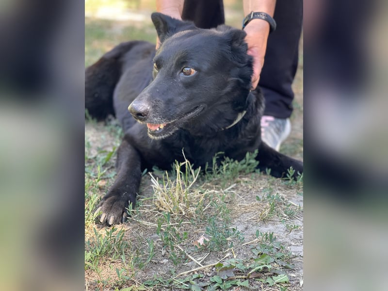 Lotti LM - Freundliche Herzenshündin mit sanftem Blick