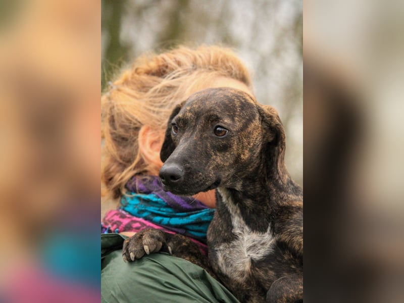 **RESERVIERT** Lidia-VA, liebevolles Zuhause gesucht