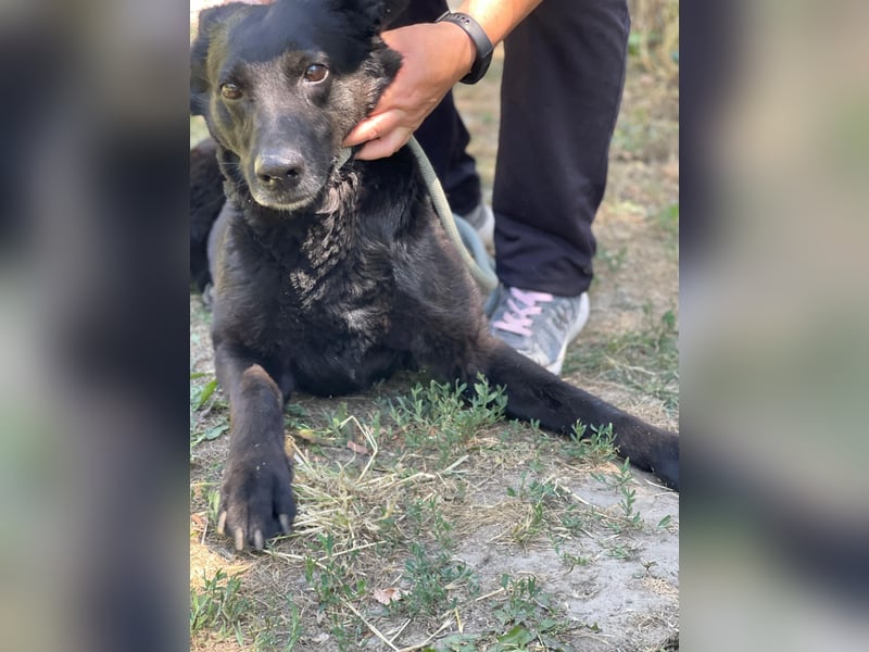 Lotti LM - Freundliche Herzenshündin mit sanftem Blick