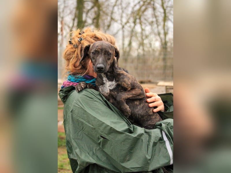 **RESERVIERT** Lidia-VA, liebevolles Zuhause gesucht