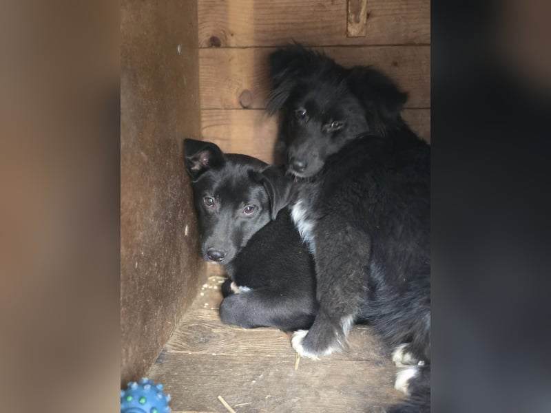 Lola LM - Ein schüchternes Seelchen auf der Suche nach Vertrauen