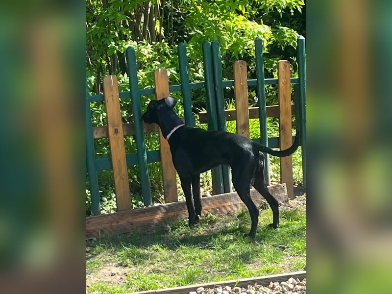 Neva VA– Herz auf vier Pfoten sucht Zuhause ohne Alleinsein!