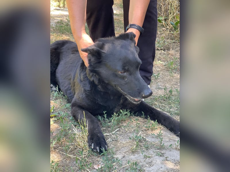 Lotti LM - Freundliche Herzenshündin mit sanftem Blick