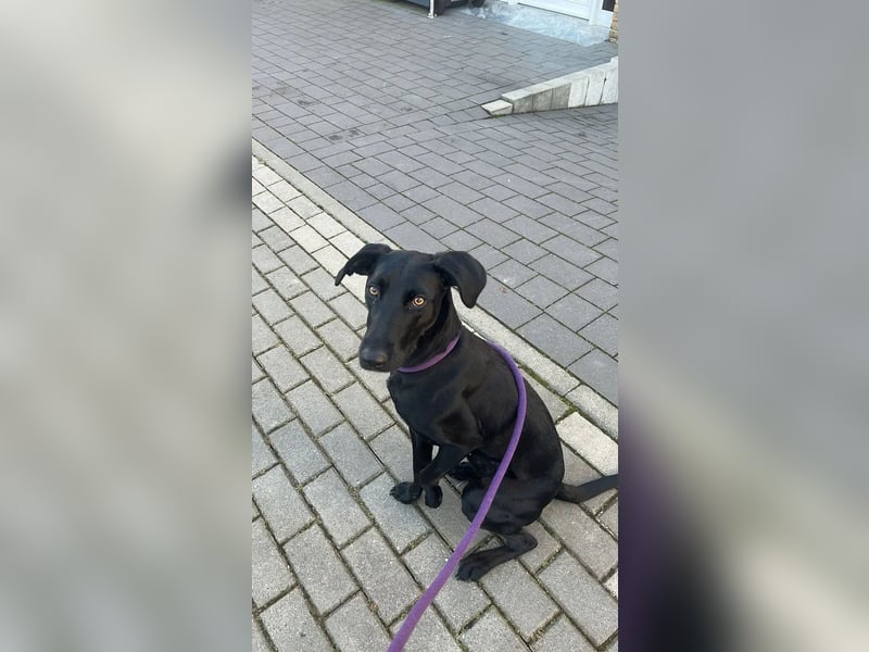Neva VA– Herz auf vier Pfoten sucht Zuhause ohne Alleinsein!