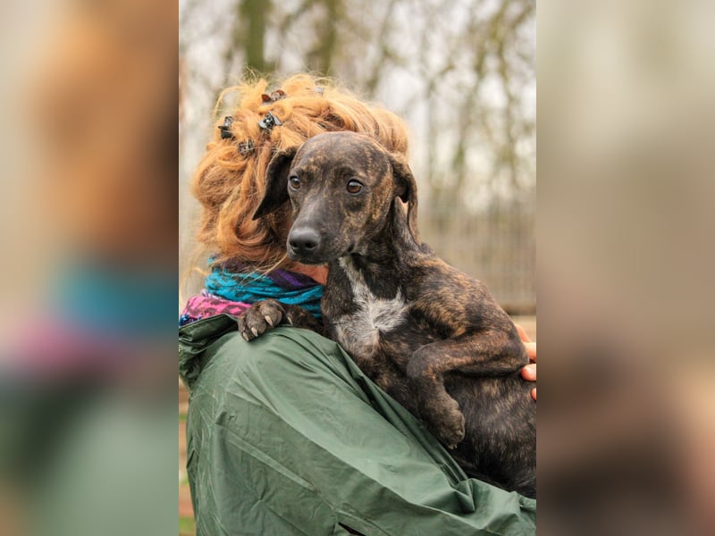 **RESERVIERT** Lidia-VA, liebevolles Zuhause gesucht