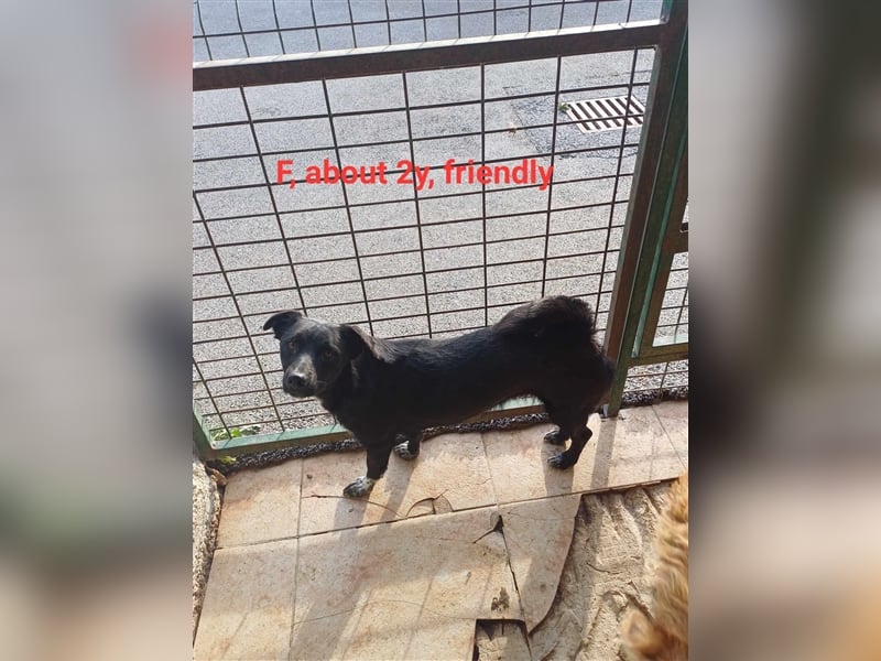 Raven – das perfekte kleine Mädchen