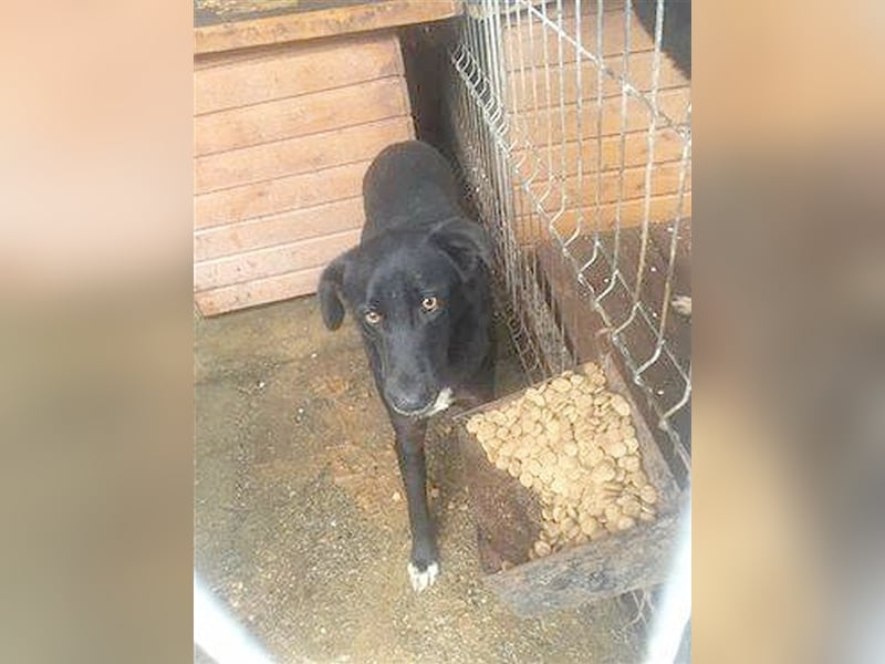 WINNIE, sucht liebe Menschen mit Geduld