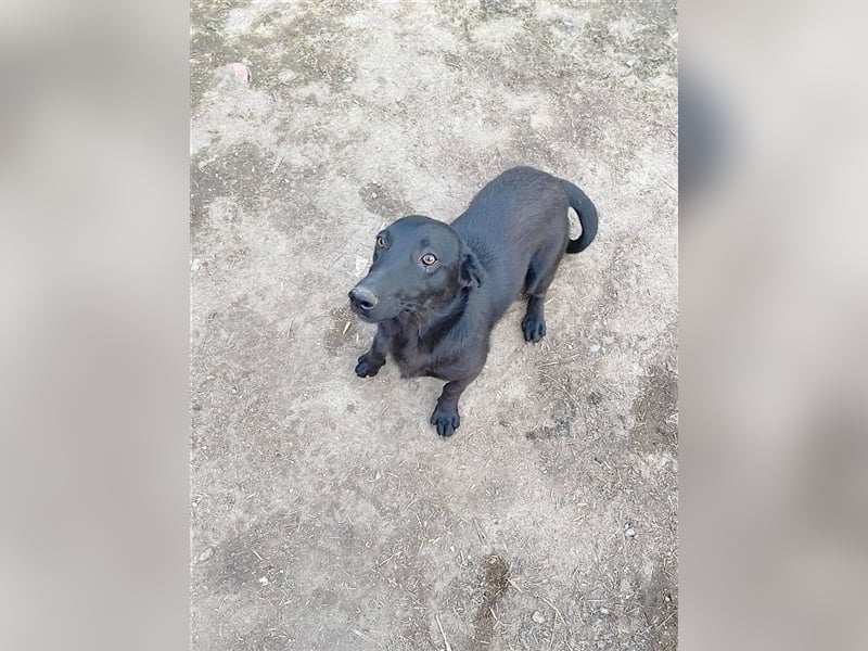 LILLY, zuckersüsse Hummel. Der ideale Familienhund