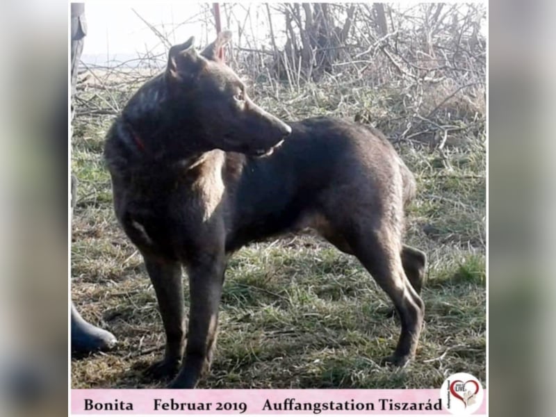 Bonita