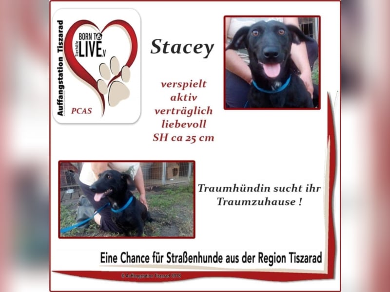 Stacey