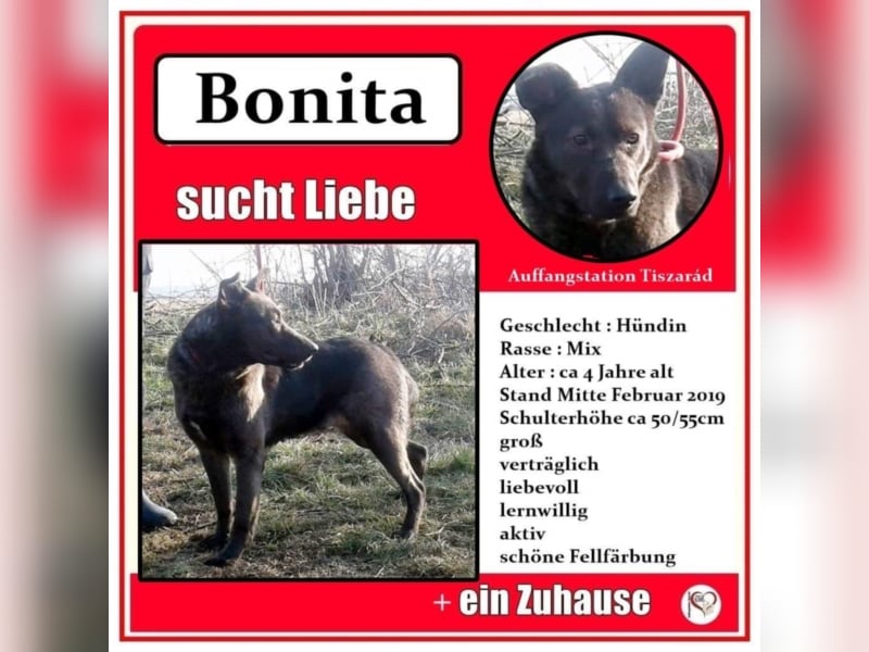 Bonita