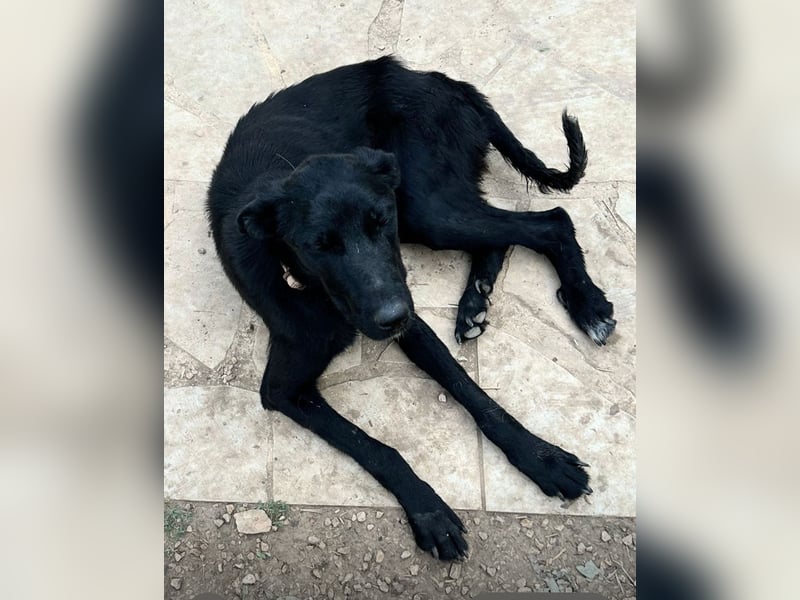 Betty – eine kluge Traumhündin sucht ihr Glück
