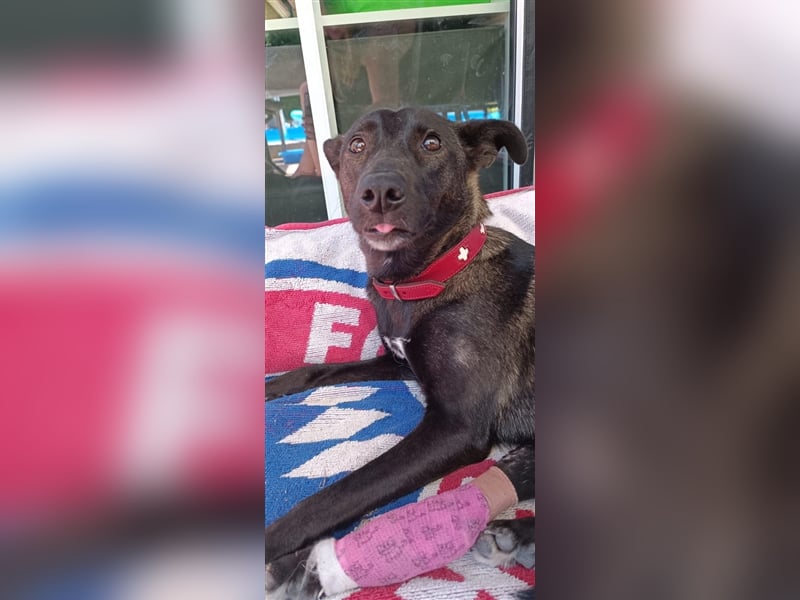 LUNA ❤  wartet in 55624 Oberkirn auf Dich