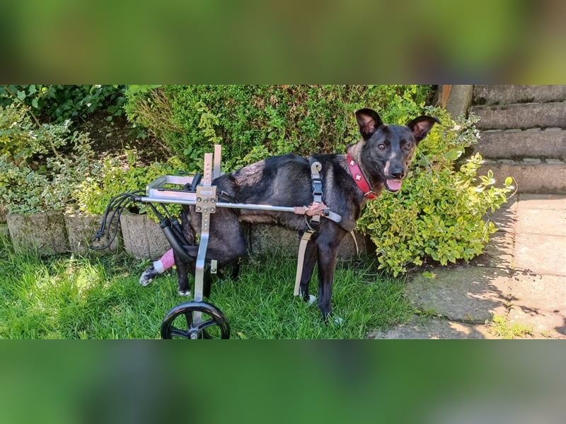 LUNA ❤  wartet in 55624 Oberkirn auf Dich
