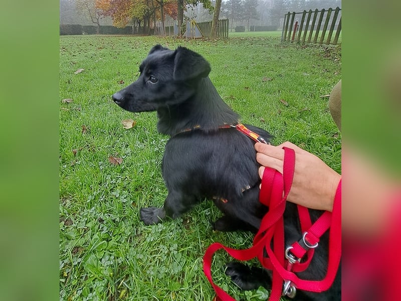 NOTFALL Tiana - Kleine Zaubermaus sucht Happy End