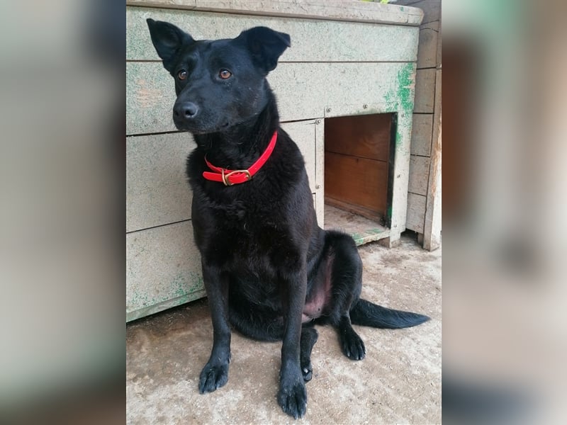 Deltha - Schwarze Hundedame mit zauberhaft gespitzten Öhrchen