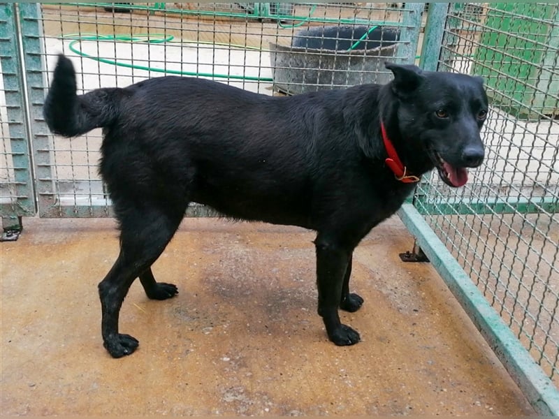 Deltha - Schwarze Hundedame mit zauberhaft gespitzten Öhrchen