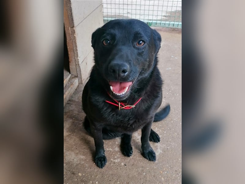Deltha - Schwarze Hundedame mit zauberhaft gespitzten Öhrchen