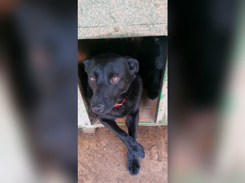 Deltha - Schwarze Hundedame mit zauberhaft gespitzten Öhrchen