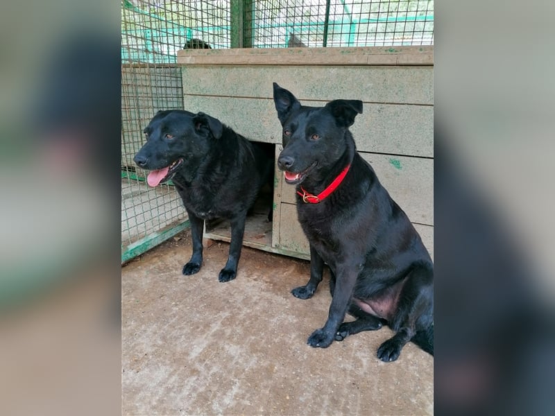 Deltha - Schwarze Hundedame mit zauberhaft gespitzten Öhrchen