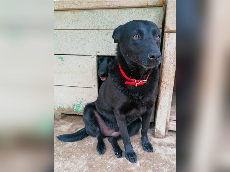Deltha - Schwarze Hundedame mit zauberhaft gespitzten Öhrchen