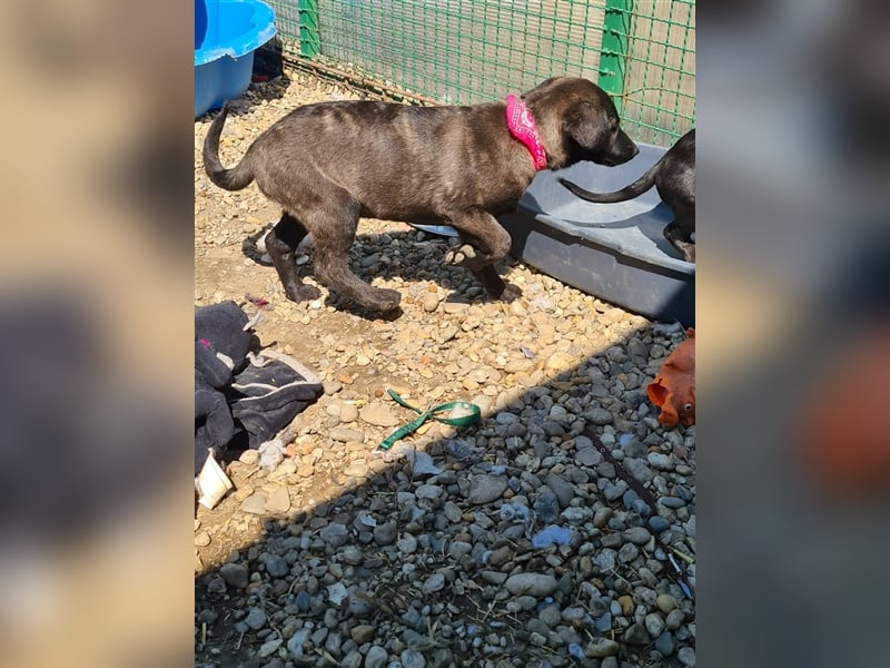 Amelia – Geboren, um Liebe zu finden