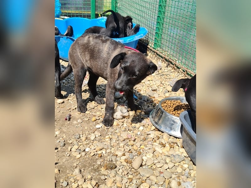 Amelia – Geboren, um Liebe zu finden