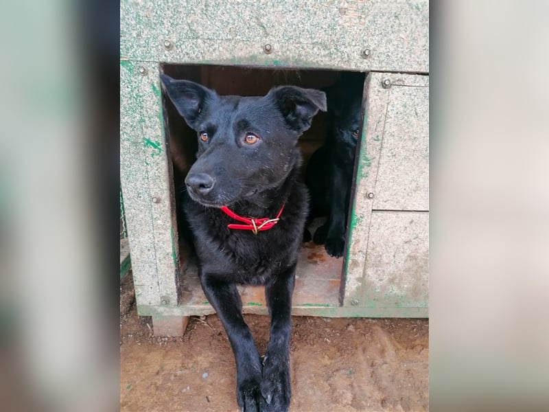 Deltha - Schwarze Hundedame mit zauberhaft gespitzten Öhrchen