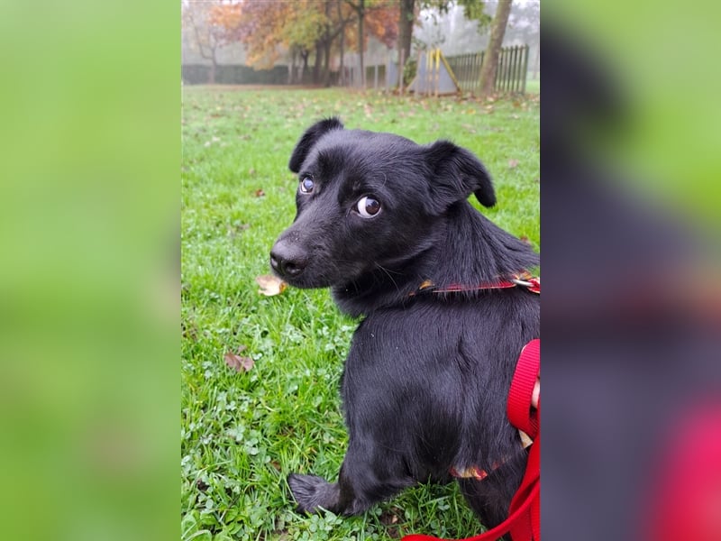NOTFALL Tiana - Kleine Zaubermaus sucht Happy End