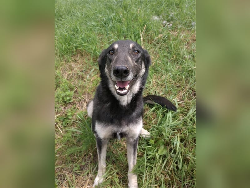 LOLA - hofft auf ihre große Chance