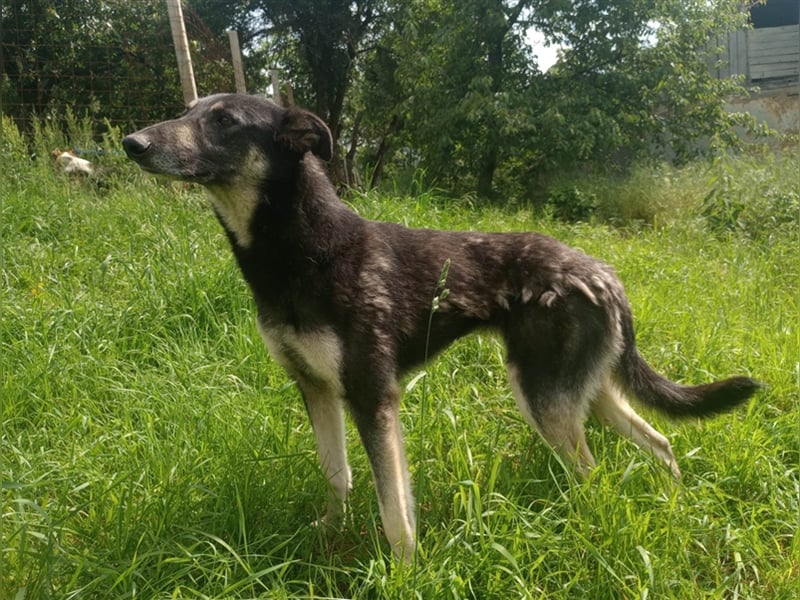 LOLA - hofft auf ihre große Chance