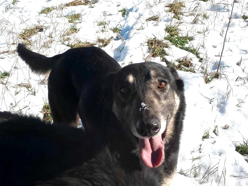 LOLA - hofft auf ihre große Chance