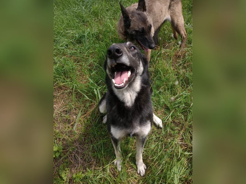 LOLA - hofft auf ihre große Chance
