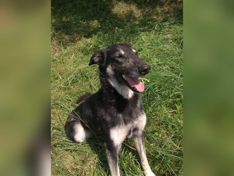 LOLA - hofft auf ihre große Chance