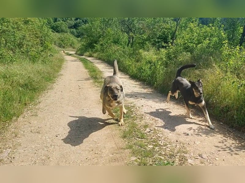LOLA - hofft auf ihre große Chance