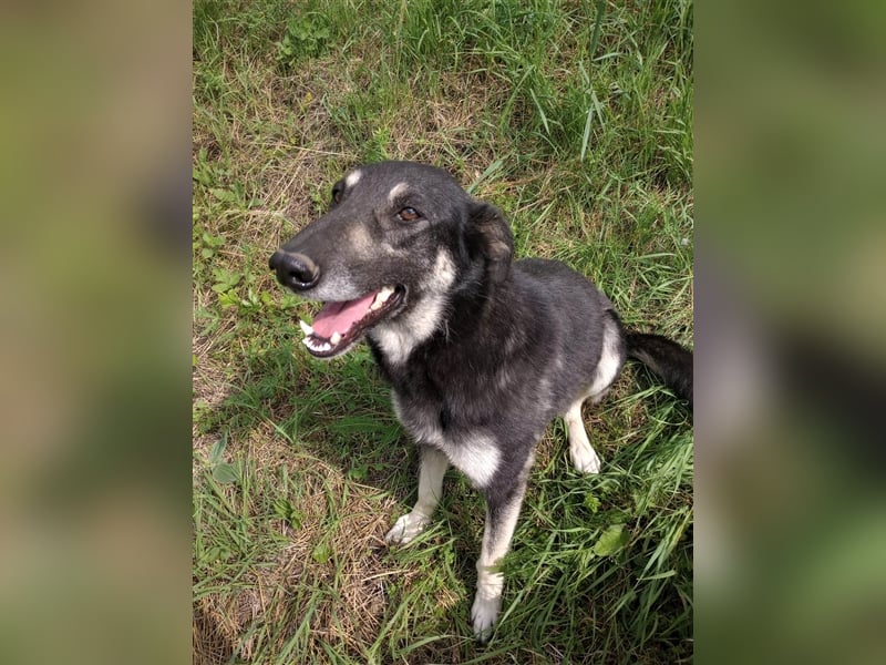 LOLA - hofft auf ihre große Chance