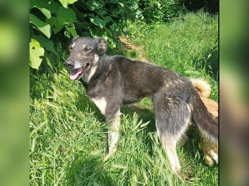 LOLA - hofft auf ihre große Chance