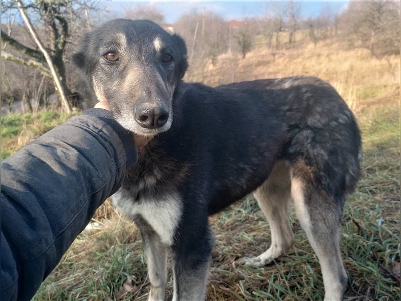 LOLA - hofft auf ihre große Chance