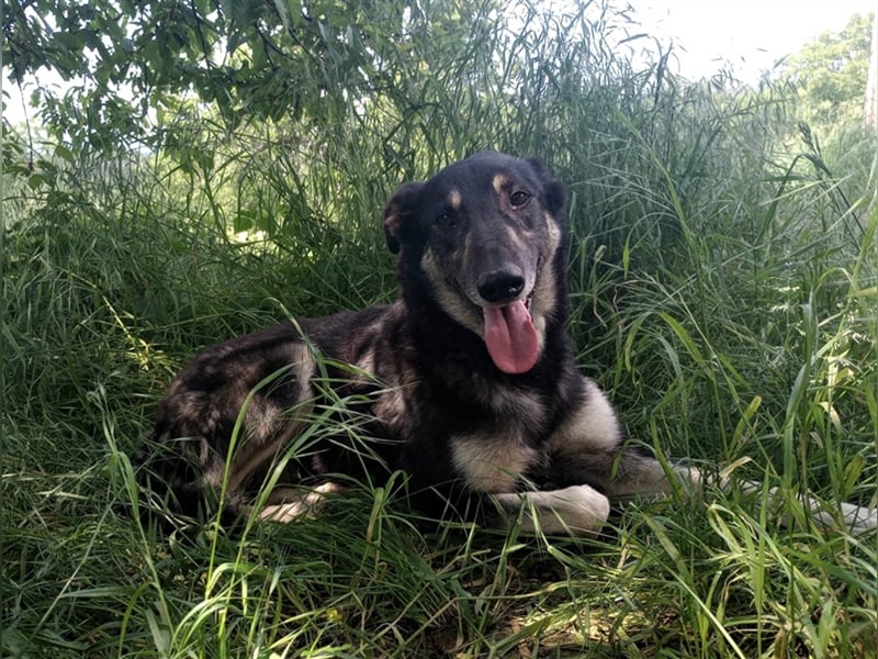 LOLA - hofft auf ihre große Chance
