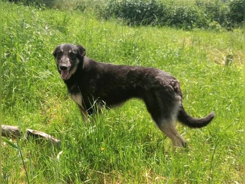 LOLA - hofft auf ihre große Chance