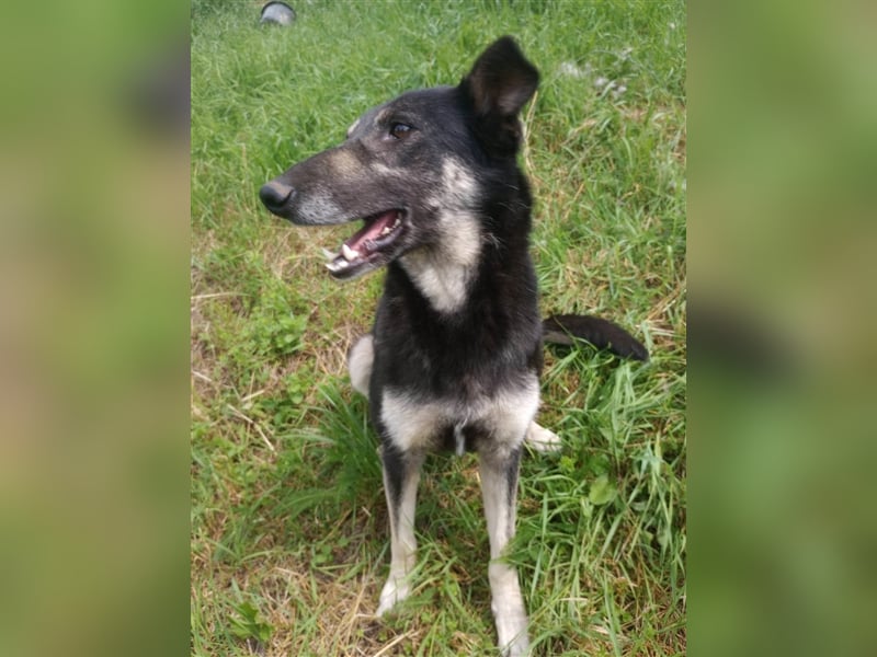 LOLA - hofft auf ihre große Chance