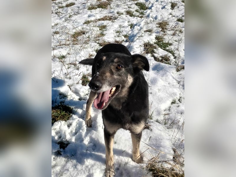 LOLA - hofft auf ihre große Chance